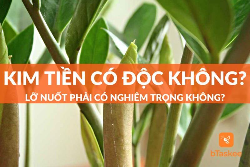 Chăm sóc cây kim tiền đúng cách để tránh ngộ độc