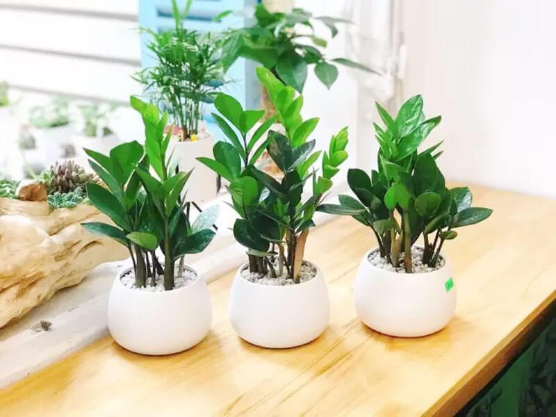 Cây kim tiền mang lại may mắn và tài lộc theo phong thủy