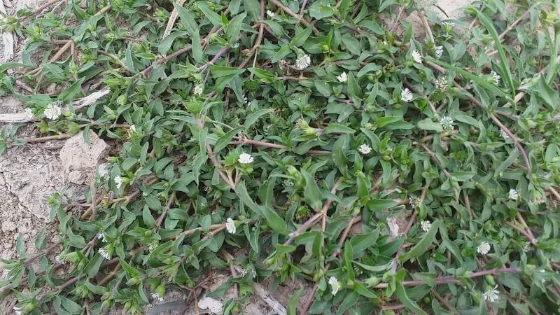 Cỏ Mực là gì? Hình ảnh cây cỏ mực