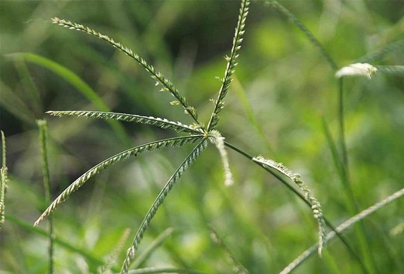 So sánh Cỏ Mực với các loại thảo dược khác