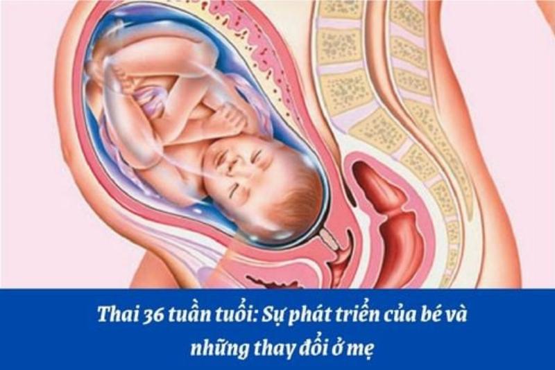 Sự phát triển của thai nhi 36 tuần