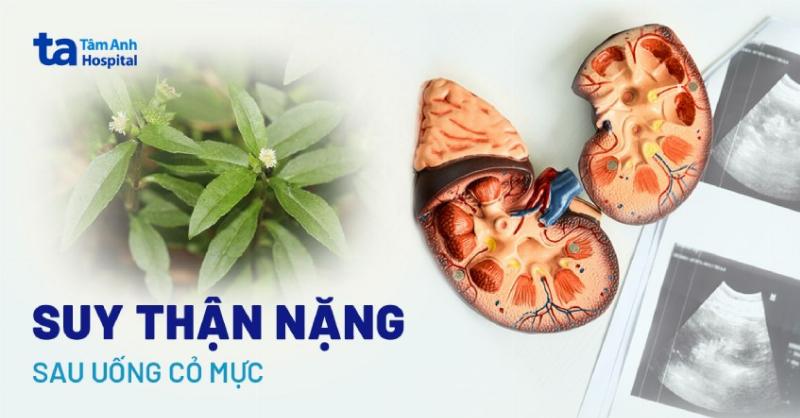 Uống Cỏ Mực có tác dụng gì? Hình ảnh người uống trà cỏ mực
