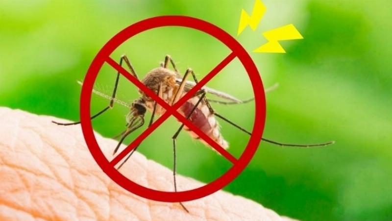 Các loại cây trồng đuổi muỗi tự nhiên