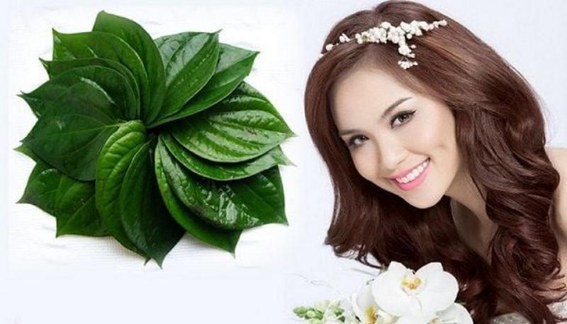 Lợi ích xông lá trầu không