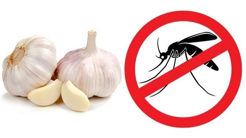 Tỏi đuổi muỗi hiệu quả